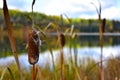 Fluffy Brown Cattails