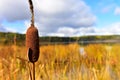 Fluffy Brown Cattails