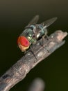 Image of a fly Diptera on dry branches. Insect.