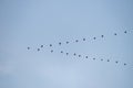 Image of a flying bird flocking in the blue sky. Royalty Free Stock Photo