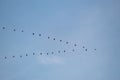 Image of a flying bird flocking in the blue sky. Royalty Free Stock Photo