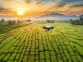 image of flying drone above the farmland field.