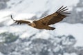 Image of a flying griffon vulture Royalty Free Stock Photo