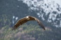 Image of a flying griffon vulture Royalty Free Stock Photo