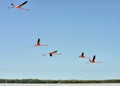 Flamingos in Celestun