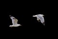 Flying seagull isolated on black background Royalty Free Stock Photo