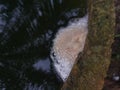 Foam nest of frog`s egg floating on the surface water. Royalty Free Stock Photo