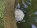 Foam nest of frog`s egg floating on the surface water. Royalty Free Stock Photo