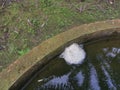 Foam nest of frog`s egg floating on the surface water. Royalty Free Stock Photo