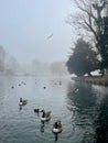 Canada geese on foggy lake Royalty Free Stock Photo
