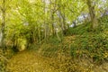 Image of a footpath through the forest on a magic autumn day