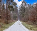 Image of a footpath through a wintry forest Royalty Free Stock Photo