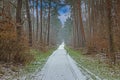Image of a footpath through a wintry forest Royalty Free Stock Photo