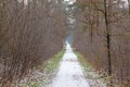 Image of a footpath through a wintry forest Royalty Free Stock Photo