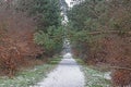 Image of a footpath through a wintry forest Royalty Free Stock Photo