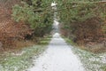 Image of a footpath through a wintry forest Royalty Free Stock Photo