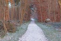 Image of a footpath through a wintry forest Royalty Free Stock Photo
