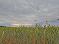 Whispering Wheat: Cloudy Skies Over Golden Fields Royalty Free Stock Photo