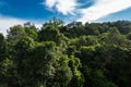 Image of forest in Cambodia. Asia tropical jungle.