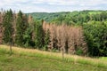forest dieback in south Germany Royalty Free Stock Photo