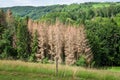 forest dieback in south Germany Royalty Free Stock Photo