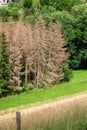 forest dieback in south Germany