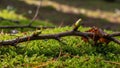 Image of a forest floor shows a twig with budding green shoots Royalty Free Stock Photo