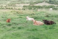 Image of four veals lying in the grass Royalty Free Stock Photo