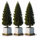 Four cypresses are isolated on a white background.