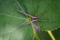 Image of Four-spotted Nursery Web Spider Dolomedes triton on a Royalty Free Stock Photo