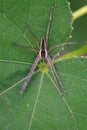 Image of Four-spotted Nursery Web Spider Dolomedes triton on a Royalty Free Stock Photo