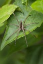 Image of Four-spotted Nursery Web Spider.