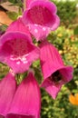 Fox glove flowers Royalty Free Stock Photo