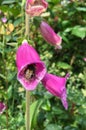 Fox glove flowers Royalty Free Stock Photo