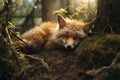 Image of a fox sleeping lying on the ground in the forest. Wildlife Animals