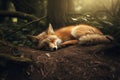 Image of a fox sleeping lying on the ground in the forest. Wildlife Animals