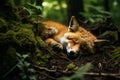 Image of a fox sleeping lying on the ground in the forest. Wildlife Animals