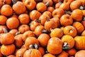 Fall Image of Dozens of Beautiful Orange Pumpkins Freshly picked at the Patch and Farm! Autumn