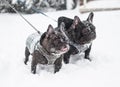 Image of the French bulldog, Royalty Free Stock Photo