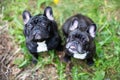 Image of the French bulldog, Royalty Free Stock Photo