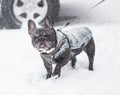 Image of the French bulldog, Royalty Free Stock Photo