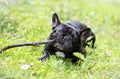 Image of the French bulldog, Royalty Free Stock Photo