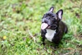 Image of the French bulldog, Royalty Free Stock Photo