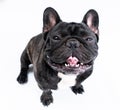 Image of the French bulldog isolated