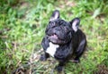 French bulldog playing outside . Royalty Free Stock Photo