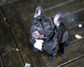 French bulldog playing outside . Royalty Free Stock Photo