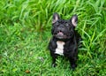 French bulldog playing outside . Royalty Free Stock Photo