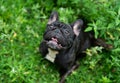 French bulldog playing outside . Royalty Free Stock Photo