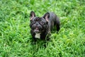 French bulldog playing outside . Royalty Free Stock Photo