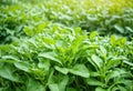 An image of fresh arugula leaves in the garden